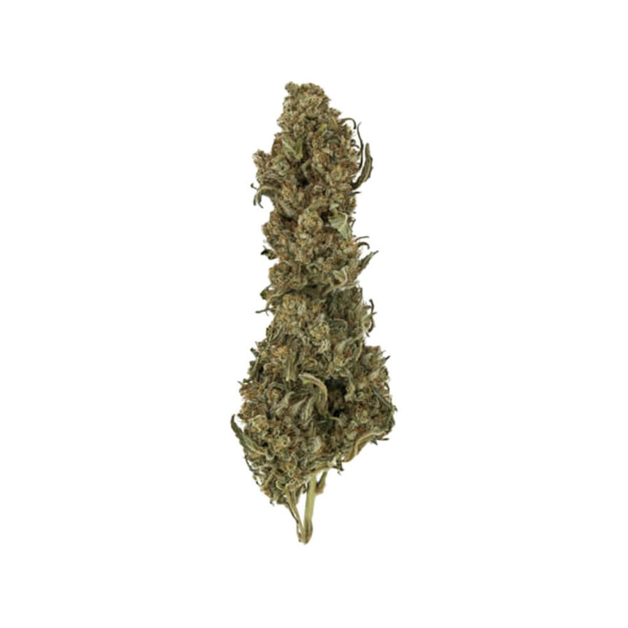 Royal Queen Seeds Royal Medic CBD Semillas de Cannabis (Paquete de 3 Semillas)