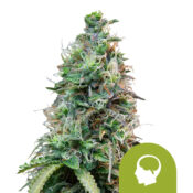 Royal Queen Seeds Amnesia Haze Auto Semillas de Cannabis Autoflorecientes (Paquete de 3 Semillas)