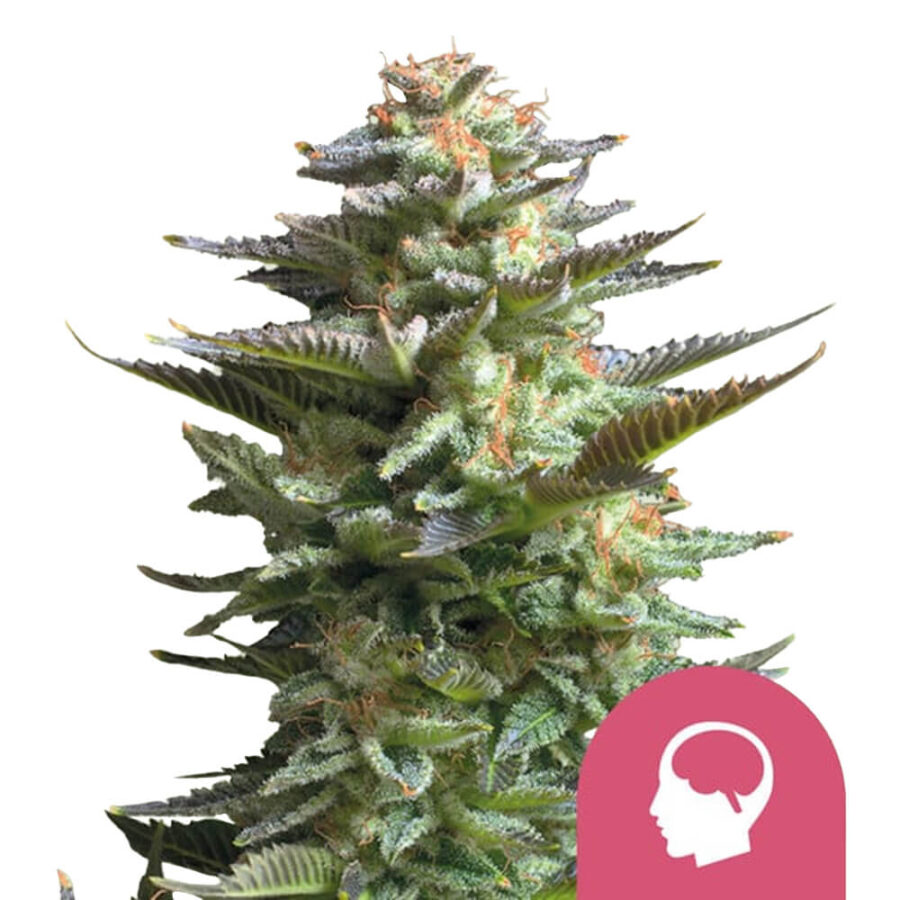 Royal Queen Seeds Amnesia Haze Semillas de Cannabis Feminizadas (Paquete de 3 Semillas)