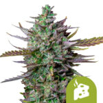 Royal Queen Seeds Azul Cheese Auto Semillas de Cannabis Autoflorecientes (Paquete de 5 Semillas)