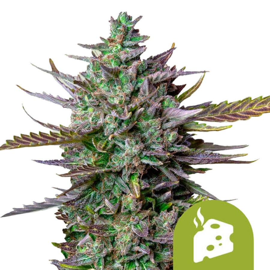 Royal Queen Seeds Azul Cheese Auto Semillas de Cannabis Autoflorecientes (Paquete de 3 Semillas)