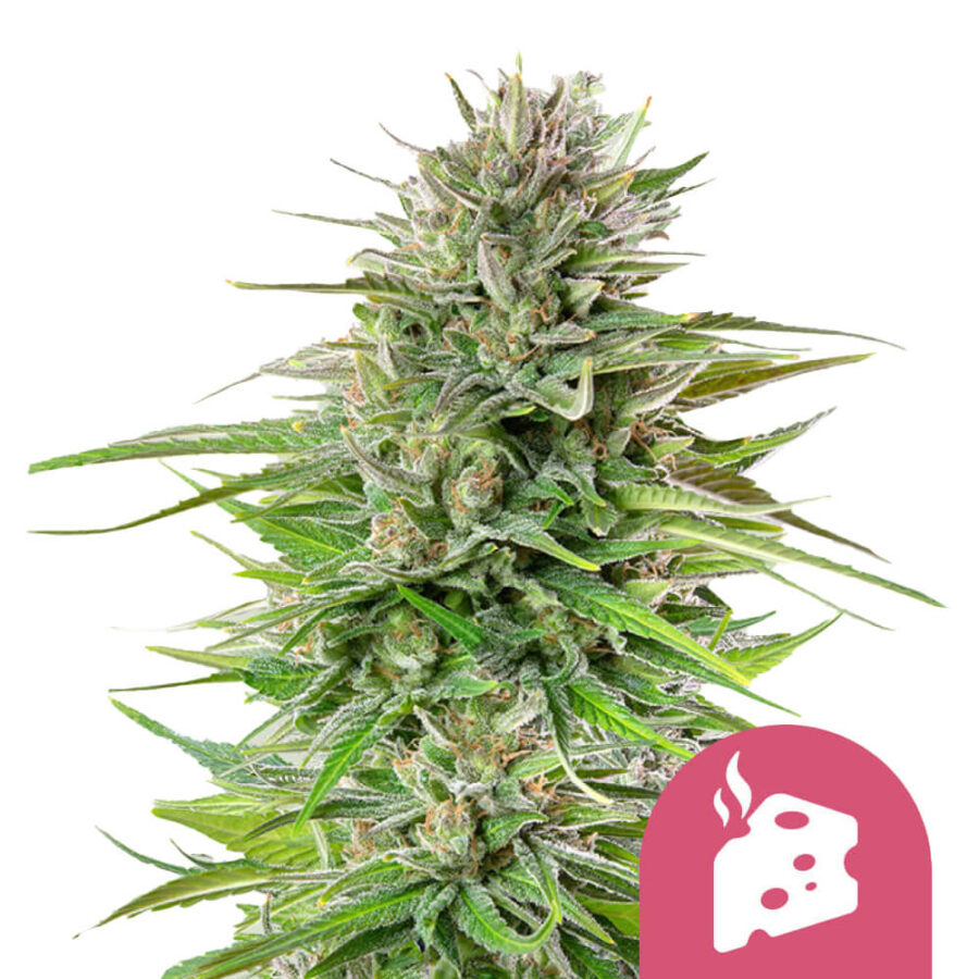 Royal Queen Seeds Azul Cheese Semillas de Cannabis Feminizadas (Paquete de 3 Semillas)