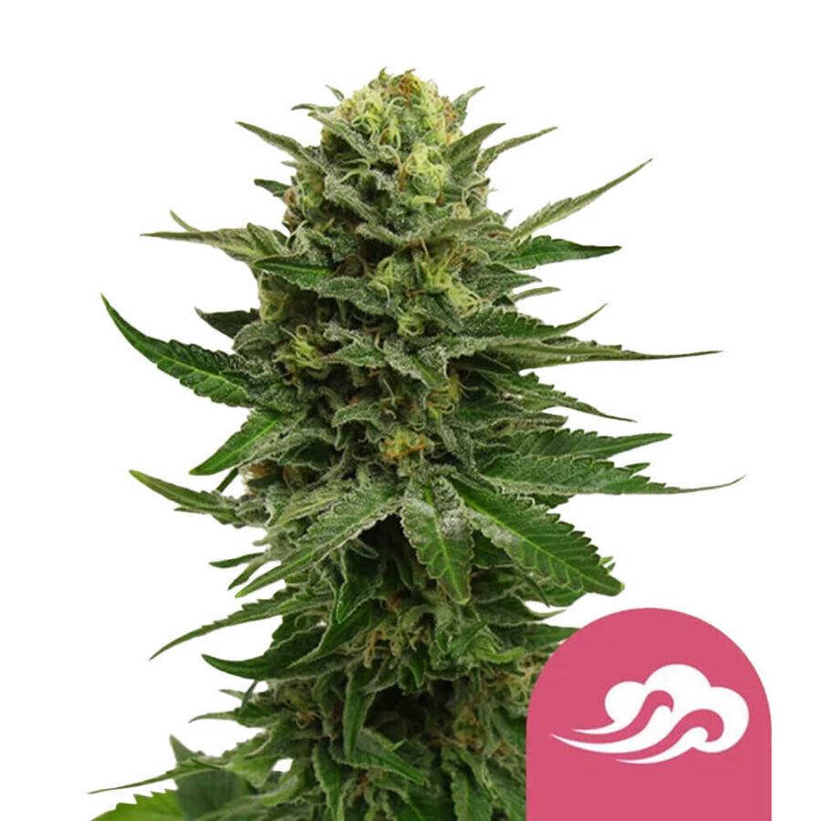 Royal Queen Seeds Azul Mystic Semillas de Cannabis Feminizadas (Paquete de 3 Semillas)