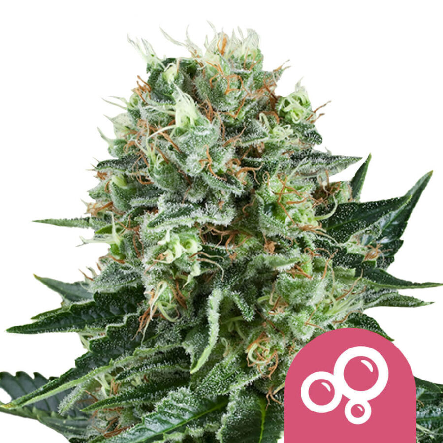 Royal Queen Seeds Bubble Kush Semillas de Cannabis Feminizadas (Paquete de 3 Semillas)