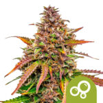 Royal Queen Seeds Bubblekush Auto Semillas de Cannabis Autoflorecientes (Paquete de 5 Semillas)