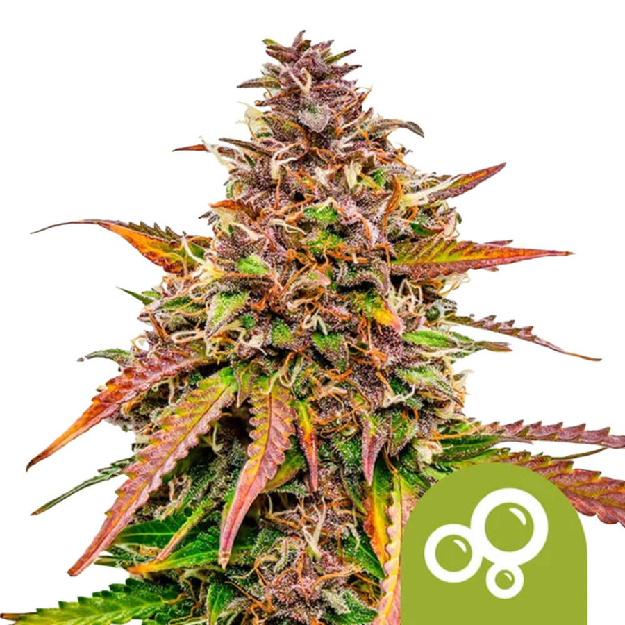 Royal Queen Seeds Bubblekush Auto Semillas de Cannabis Autoflorecientes (Paquete de 3 Semillas)