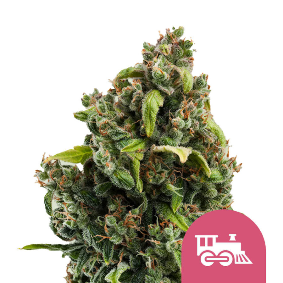 Royal Queen Seeds Candy Kush Express Semillas de Cannabis Feminizadas (Paquete de 3 Semillas)