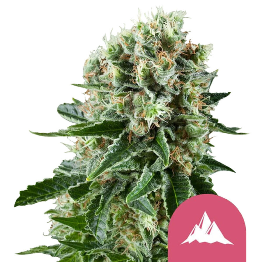 Royal Queen Seeds Critical Kush Semillas de Cannabis Feminizadas (Paquete de 3 Semillas)