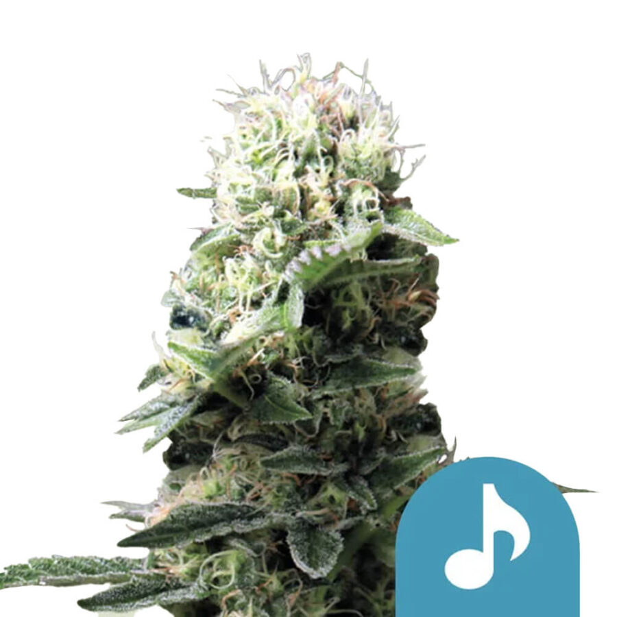 Royal Queen Seeds Dance World CBD Semillas de Cannabis (Paquete de 5 Semillas)