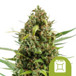 Royal Queen Seeds Diesel Auto Semillas de Cannabis Autofloreciente (Paquete de 3 Semillas)