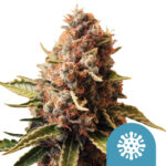 Royal Queen Seeds Euphoria CBD Semillas de Cannabis (Paquete de 5 Semillas)