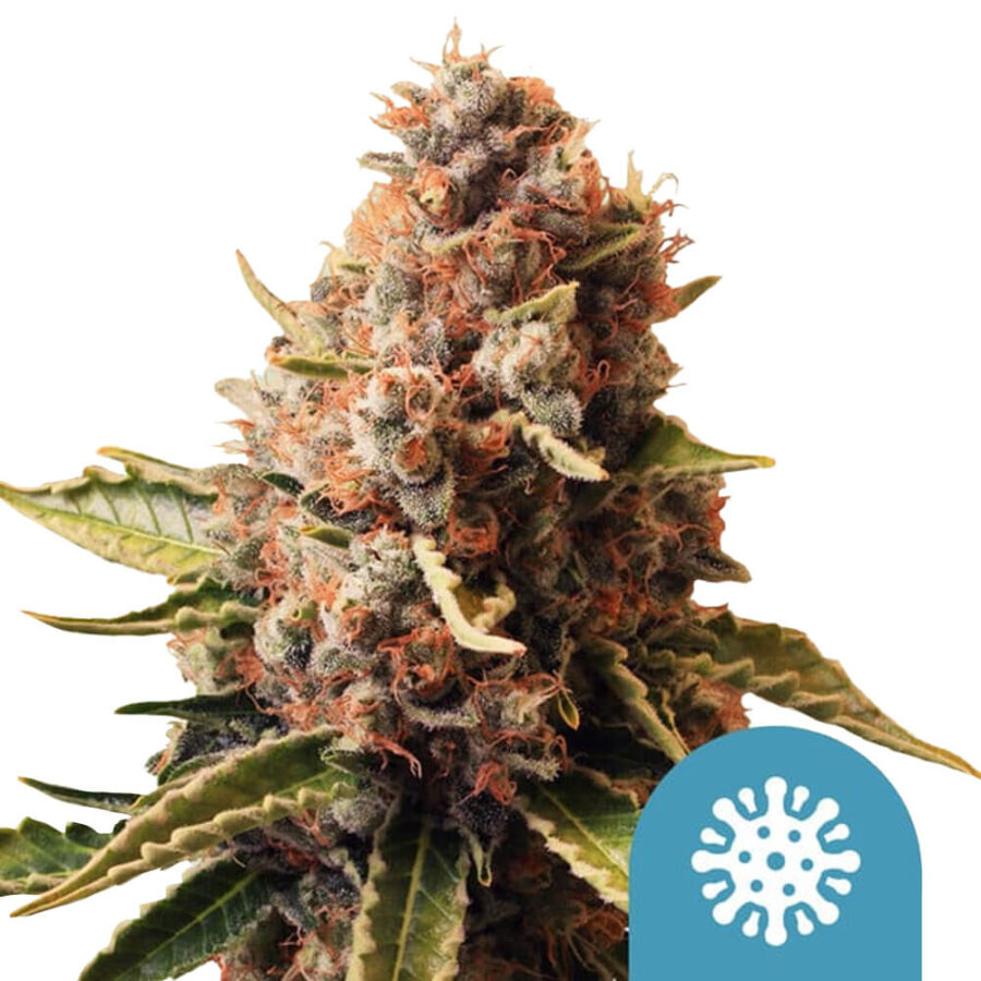 Royal Queen Seeds Euphoria CBD Semillas de Cannabis (Paquete de 3 Semillas)