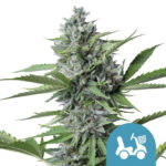 Royal Queen Seeds Fast Eddy Auto CBD Semillas de Cannabis (Paquete de 3 Semillas)