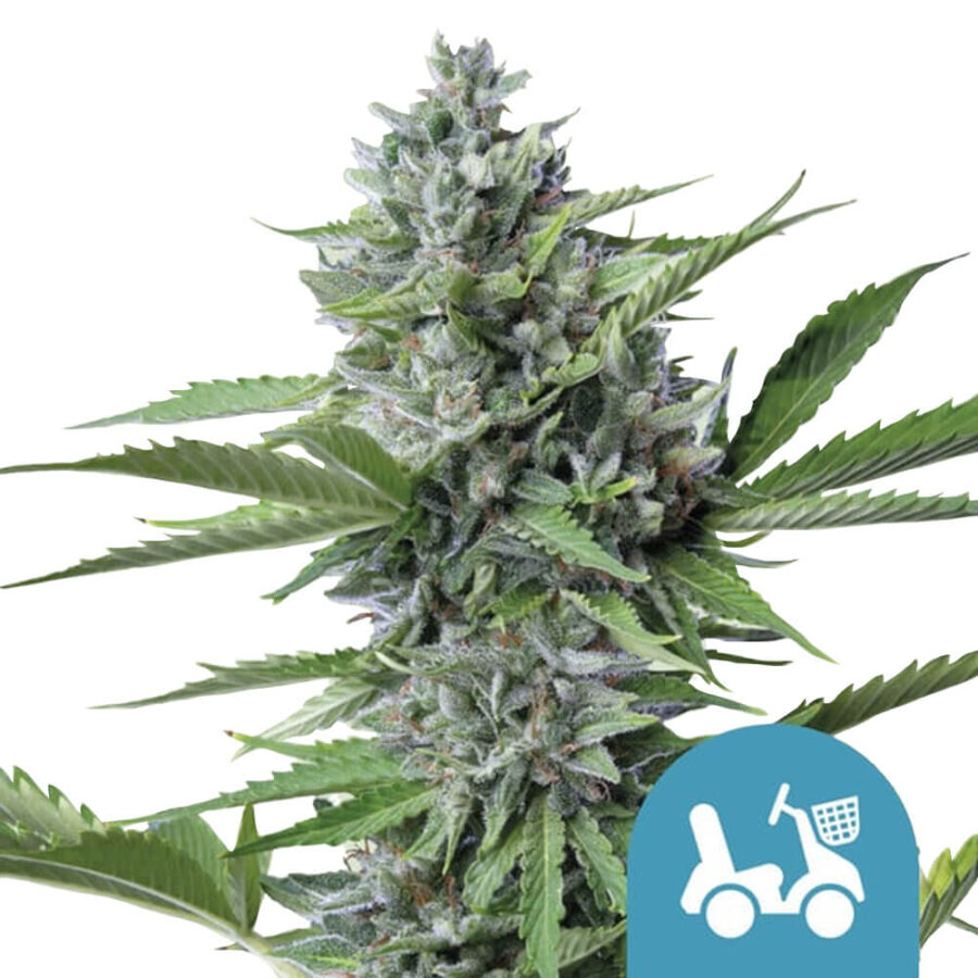 Royal Queen Seeds Fast Eddy Auto CBD Semillas de Cannabis (Paquete de 5 Semillas)