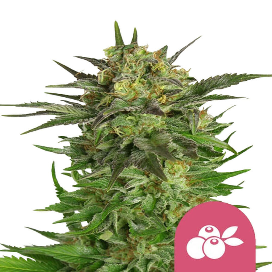 Royal Queen Seeds Haze Berry Semillas de Cannabis Feminizadas (Paquete de 3 Semillas)