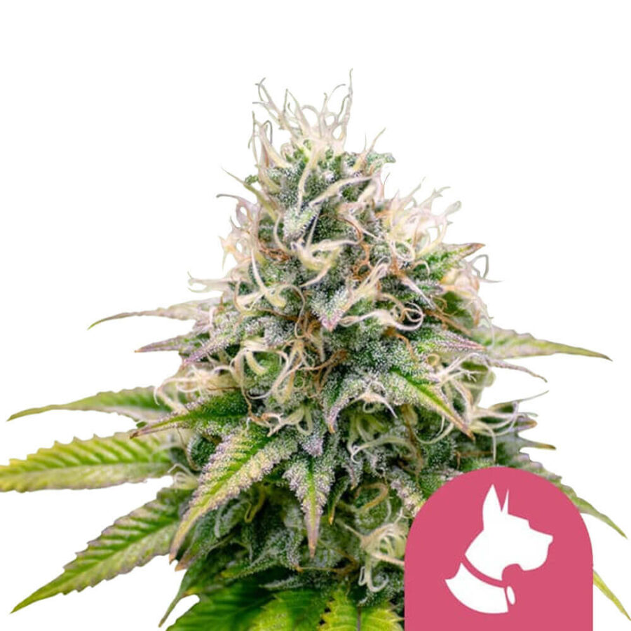 Royal Queen Seeds Kali Dog Semillas de Cannabis Feminizadas (Paquete de 3 Semillas)