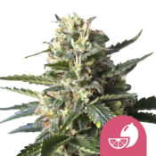 Royal Queen Seeds Lemon Shining Silver Haze Semillas de Cannabis Feminizadas (Paquete de 5 Semillas)