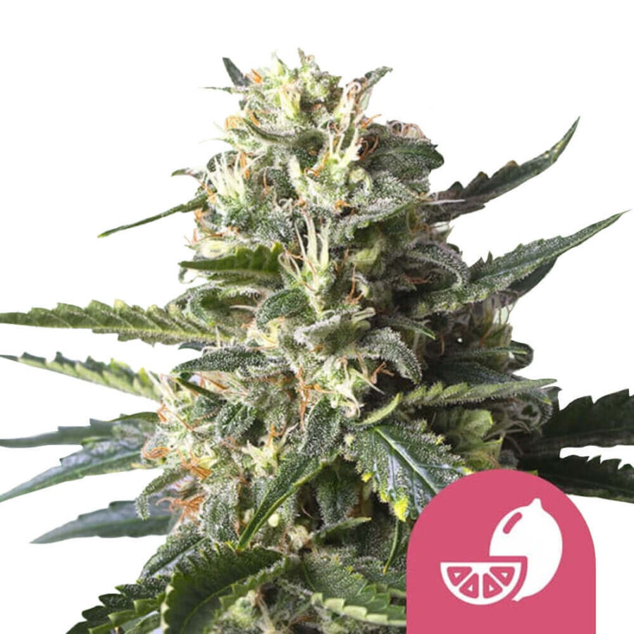 Royal Queen Seeds Lemon Shining Silver Haze Semillas de Cannabis Feminizadas (Paquete de 3 Semillas)