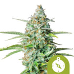 Royal Queen Seeds Northern Light Auto Semillas de Cannabis Autofloreciente (Paquete de 5 Semillas)