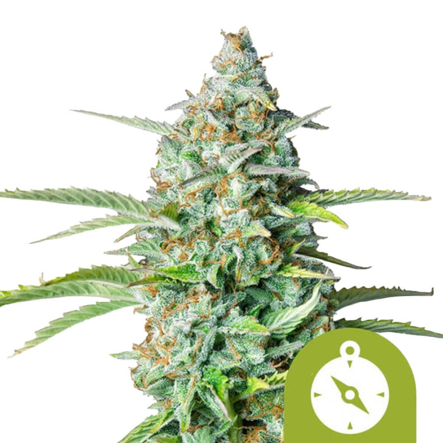 Royal Queen Seeds Northern Light Auto Semillas de Cannabis Autoflorecientes (Paquete de 3 Semillas)