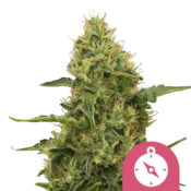 Royal Queen Seeds Northern Light Semillas de Cannabis Feminizadas (Paquete de 3 Semillas)