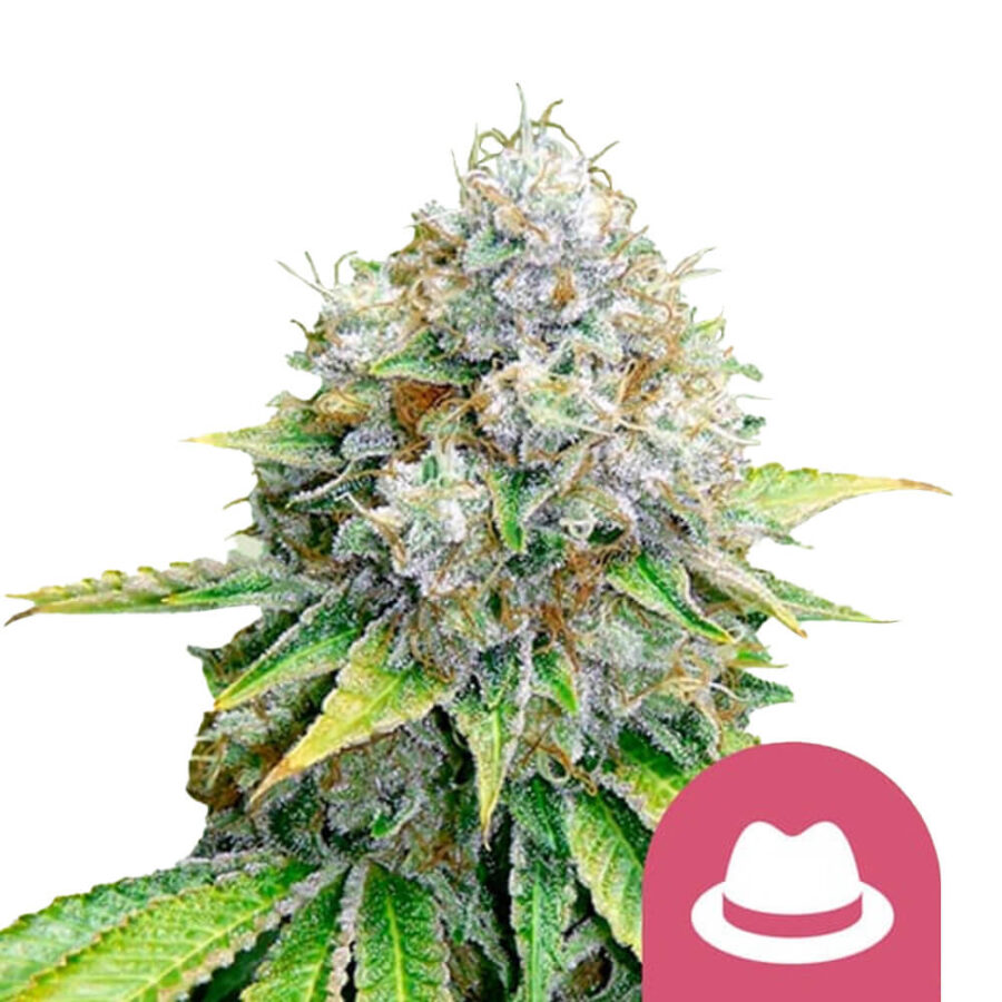 Royal Queen Seeds O.G. Kush Semillas de Cannabis Feminizadas (Paquete de 3 Semillas)