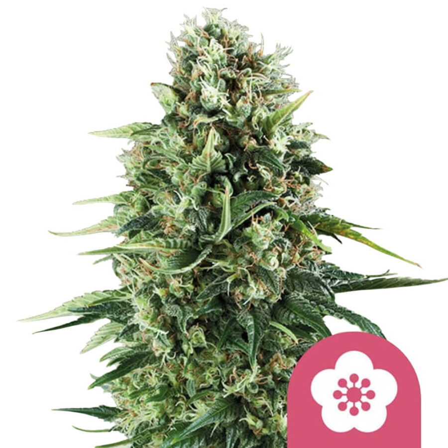 Royal Queen Seeds Power Flower Semillas de Cannabis Feminizadas (Paquete de 3 Semillas)