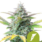 Royal Queen Seeds Quick One Semillas de Cannabis Autoflorecientes (Paquete de 5 Semillas)