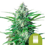 Royal Queen Seeds Royal AK Auto Semillas de Cannabis Autofloreciente (Paquete de 5 Semillas)