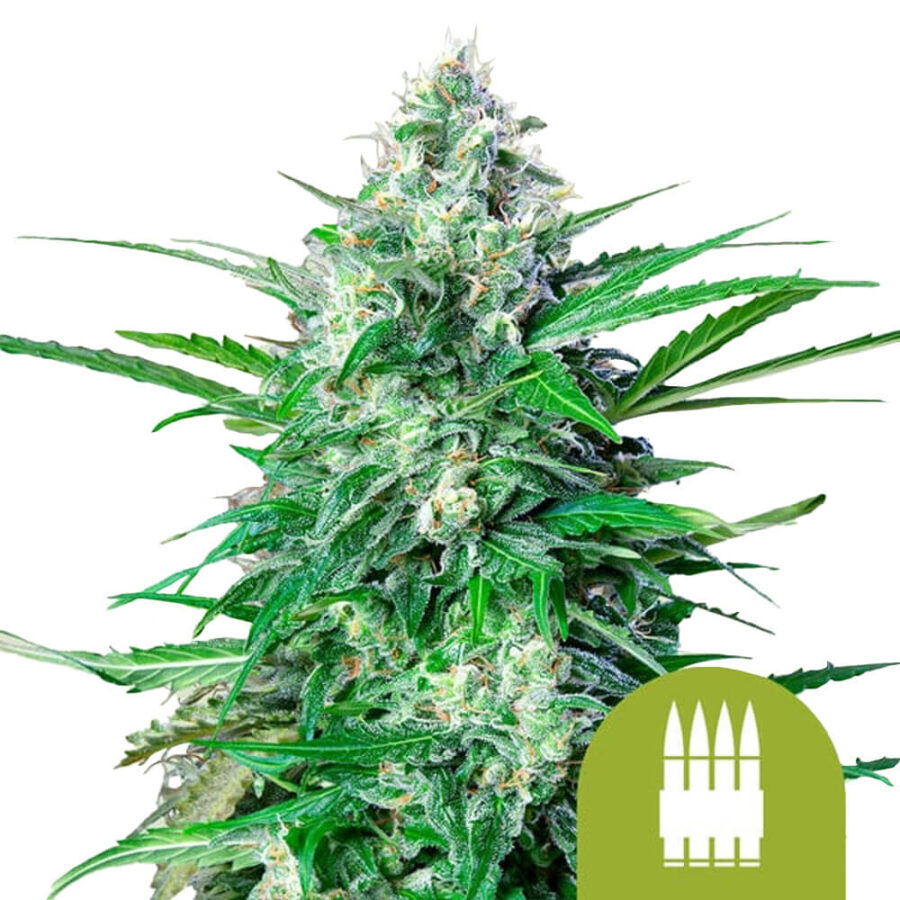 Royal Queen Seeds Royal AK Auto Semillas de Cannabis Autofloreciente (Paquete de 3 Semillas)