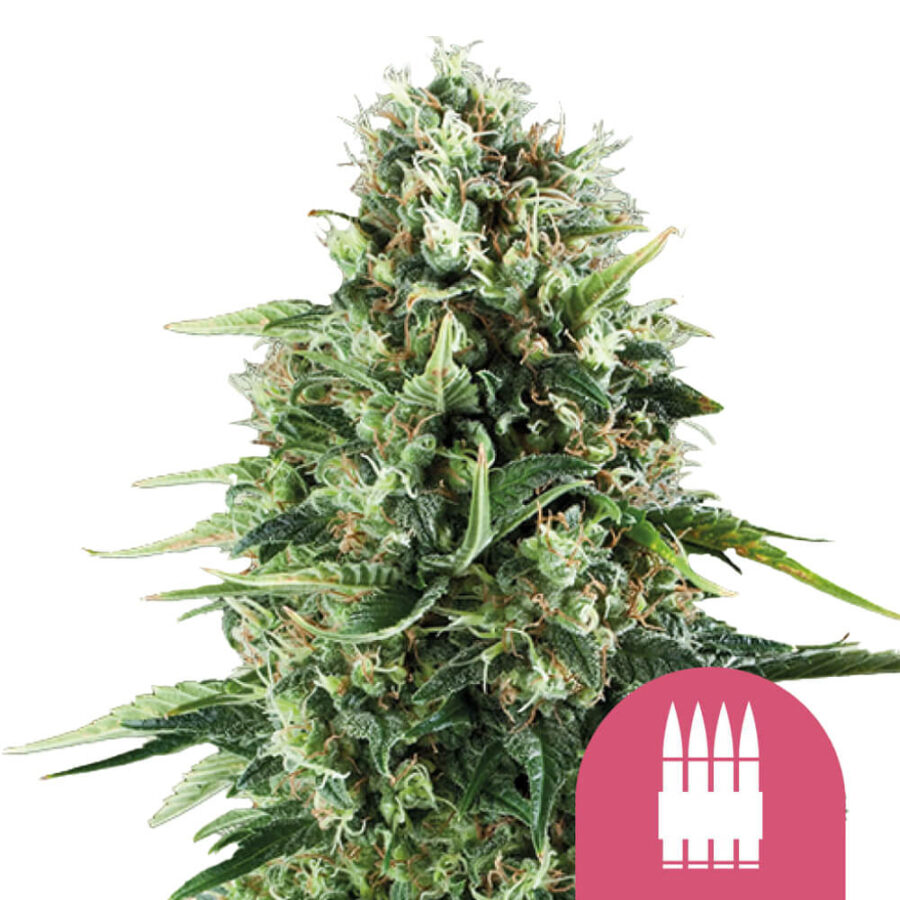 Royal Queen Seeds Royal AK Semillas de Cannabis Feminizadas (Paquete de 3 Semillas)