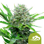 Royal Queen Seeds Royal Azulmatic Semillas de Cannabis Autofloreciente (Paquete de 5 Semillas)