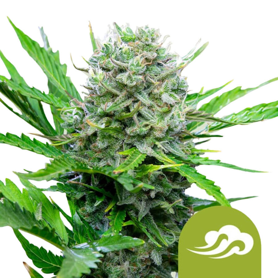 Royal Queen Seeds Royal Azulmatic Semillas de Cannabis Autofloreciente (Paquete de 3 Semillas)