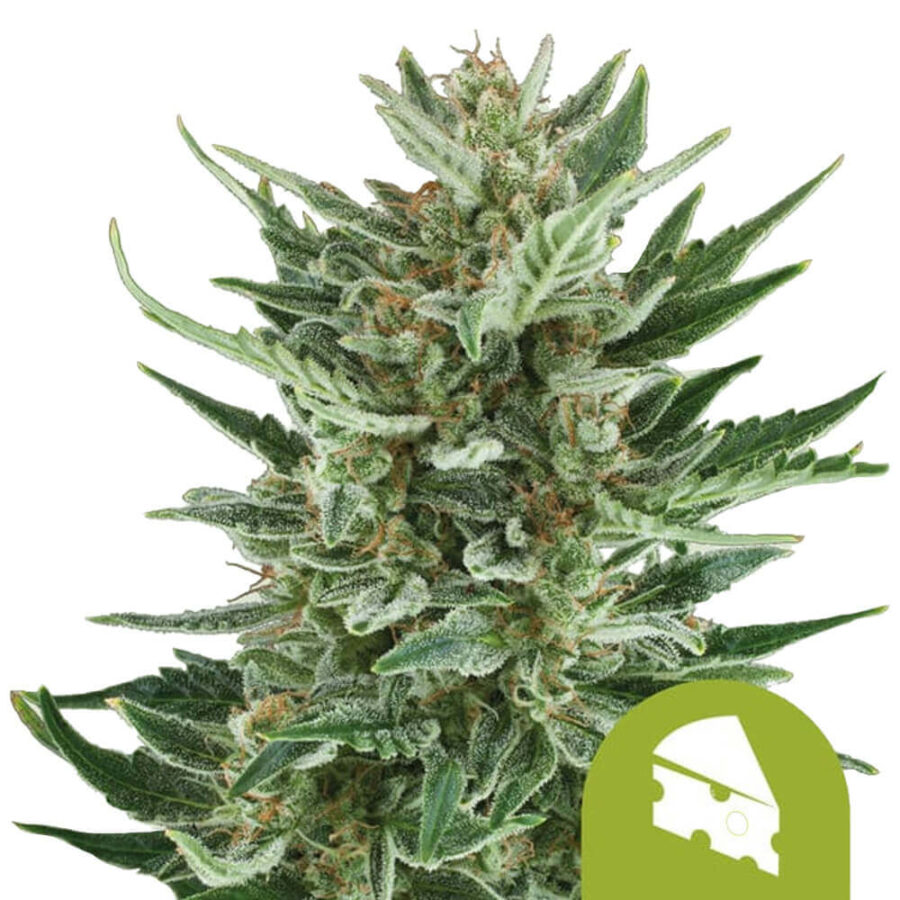 Royal Queen Seeds Royal Cheese Auto Semillas de Cannabis Autofloreciente (Paquete de 3 Semillas)