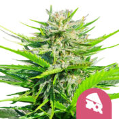 Royal Queen Seeds Royal Cheese Semillas de Cannabis Feminizadas (Paquete de 3 Semillas)