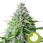 Royal Queen Seeds Royal cookies Semillas de Cannabis Autoflorecientes (Paquete de 5 Semillas)