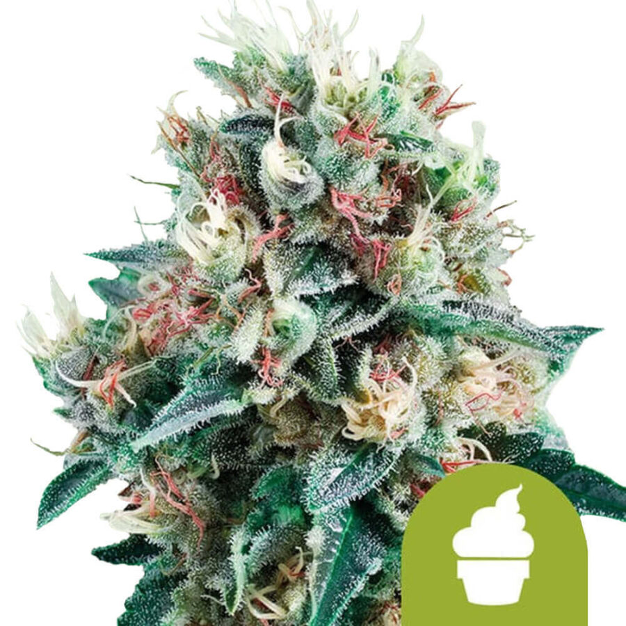 Royal Queen Seeds Royal Creamatic Semillas de Cannabis Autofloreciente (Paquete de 3 Semillas)