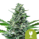 Royal Queen Seeds Royal Critical Auto Semillas de Cannabis Autofloreciente (Paquete de 5 Semillas)