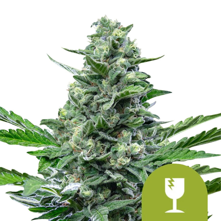 Royal Queen Seeds Royal Critical Auto Semillas de Cannabis Autofloreciente (Paquete de 3 Semillas)