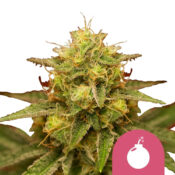 Royal Queen Seeds Royal Domina Semillas de Cannabis Feminizadas (Paquete de 3 Semillas)