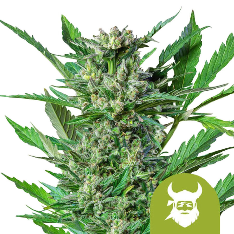 Royal Queen Seeds Royal Dwarf Semillas de Cannabis Autofloreciente (Paquete de 3 Semillas)