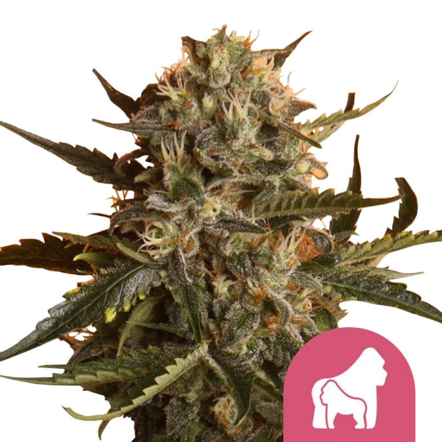 Royal Queen Seeds Mother Gorilla Semillas de Cannabis Feminizadas (Paquete de 3 Semillas)