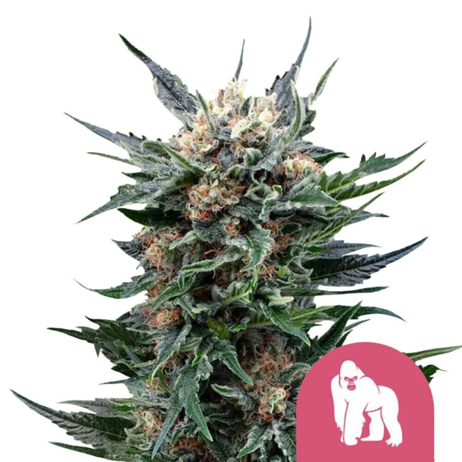 Royal Queen Seeds Royal Gorilla Semillas de Cannabis Feminizadas (Paquete de 3 Semillas)