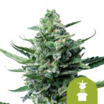 Royal Queen Seeds Royal Jack Auto Semillas de Cannabis Autofloreciente (Paquete de 3 Semillas)