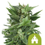 Royal Queen Seeds Royal Kush Auto Semillas de Cannabis Autofloreciente (Paquete de 3 Semillas)