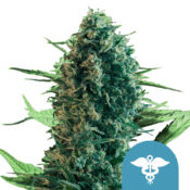 Royal Queen Seeds Royal Medic CBD Semillas de Cannabis (Paquete de 5 Semillas)