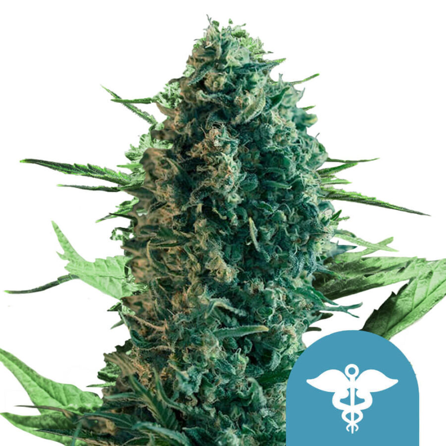 Royal Queen Seeds Royal Medic CBD Semillas de Cannabis (Paquete de 3 Semillas)