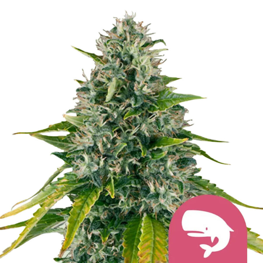 Royal Queen Seeds Royal Moby Semillas de Cannabis Feminizadas (Paquete de 3 Semillas)