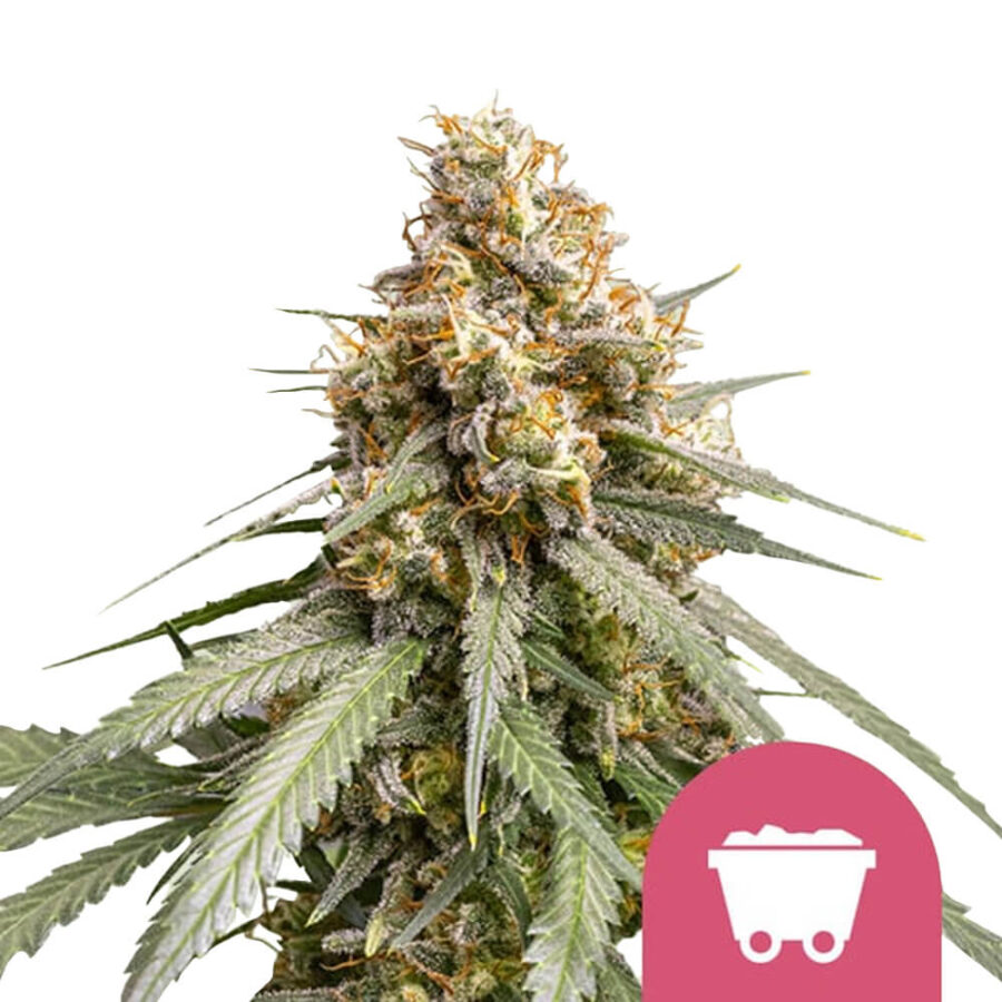 Royal Queen Seeds Shining Silver Haze Semillas de Cannabis Feminizadas (Paquete de 3 Semillas)