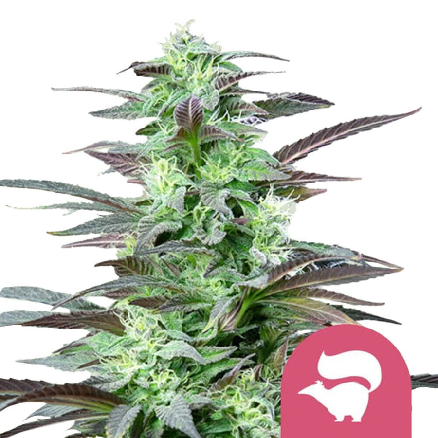 Royal Queen Seeds Skunk XL Semillas de Cannabis Feminizadas (Paquete de 3 Semillas)